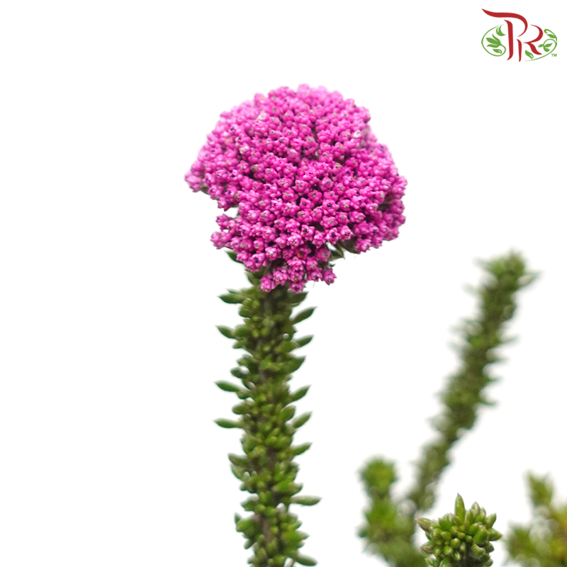 Metalasia - Pink (Per Bunch) - Pudu Ria Florist