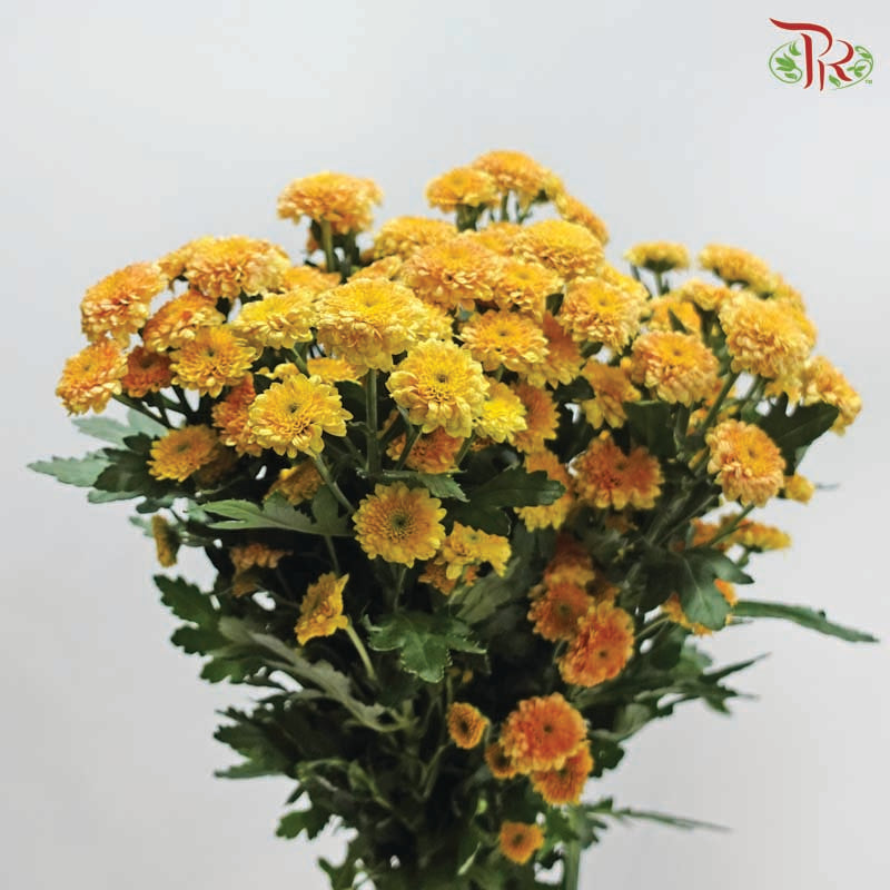 Miller - Bronze (10 Stems)