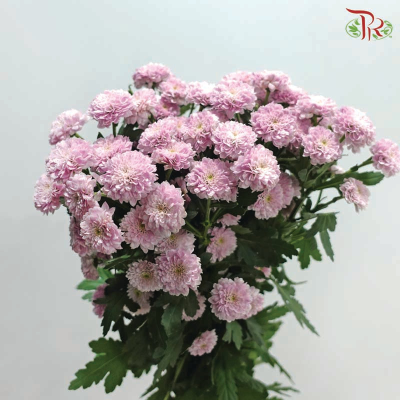 Miller - Pink (10 Stems)