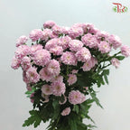 Miller - Pink (10 Stems)