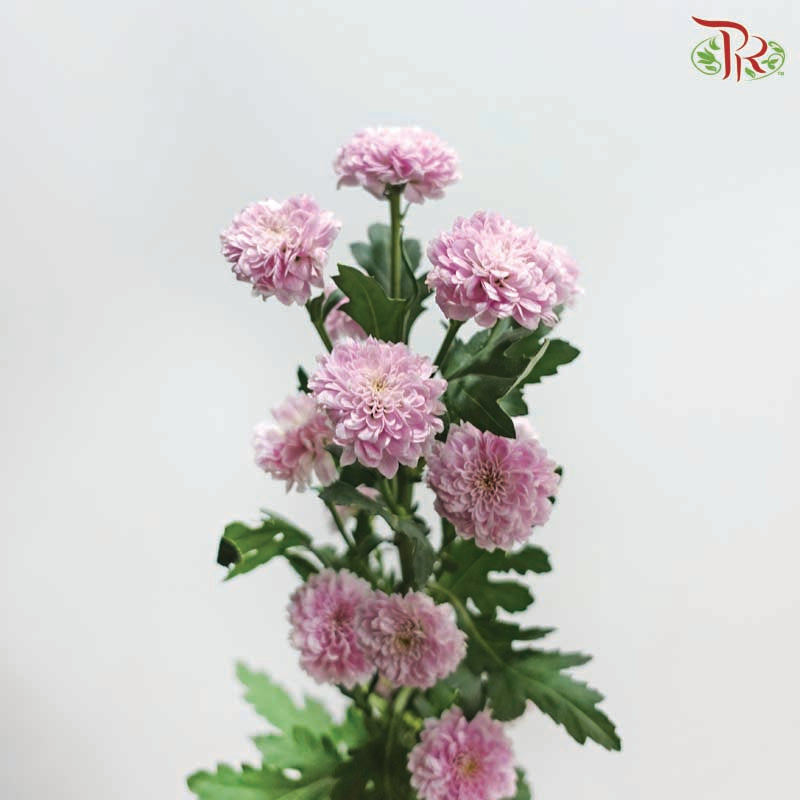 Miller - Pink (10 Stems)