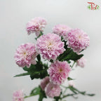 Miller - Pink (10 Stems)