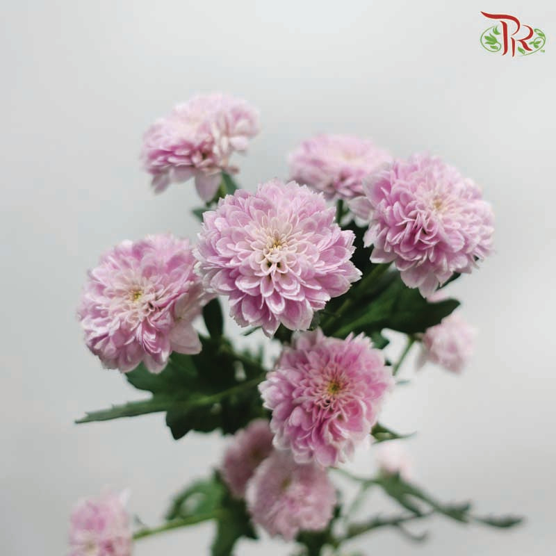 Miller - Pink (10 Stems)