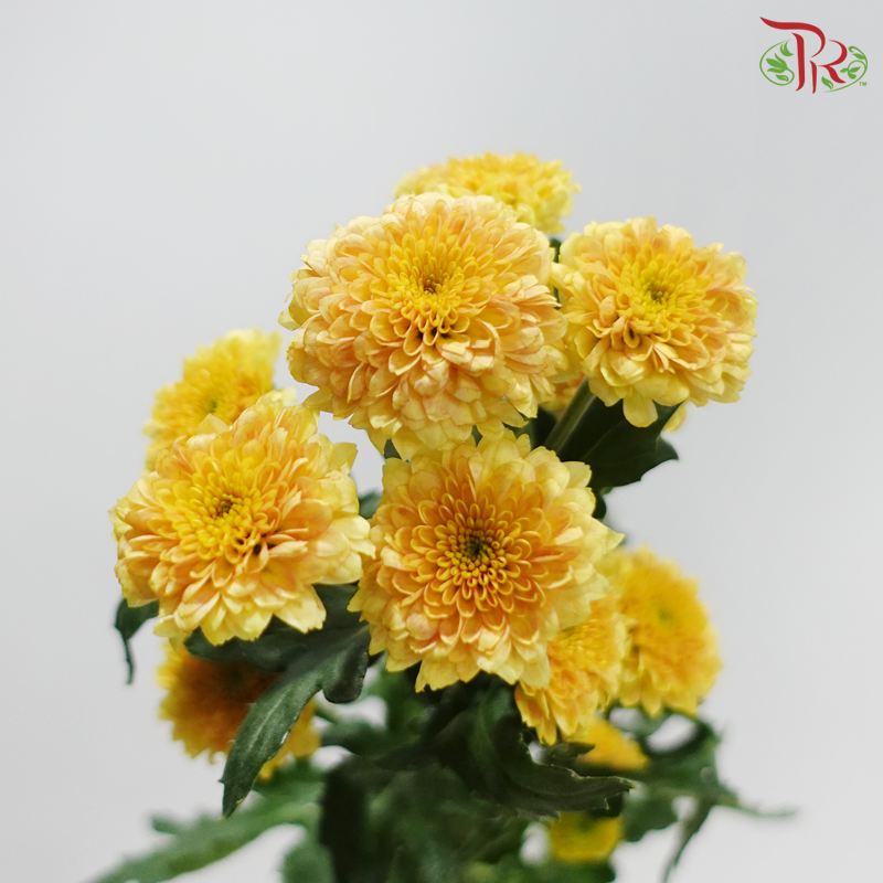 Miller - Bronze (10 Stems)