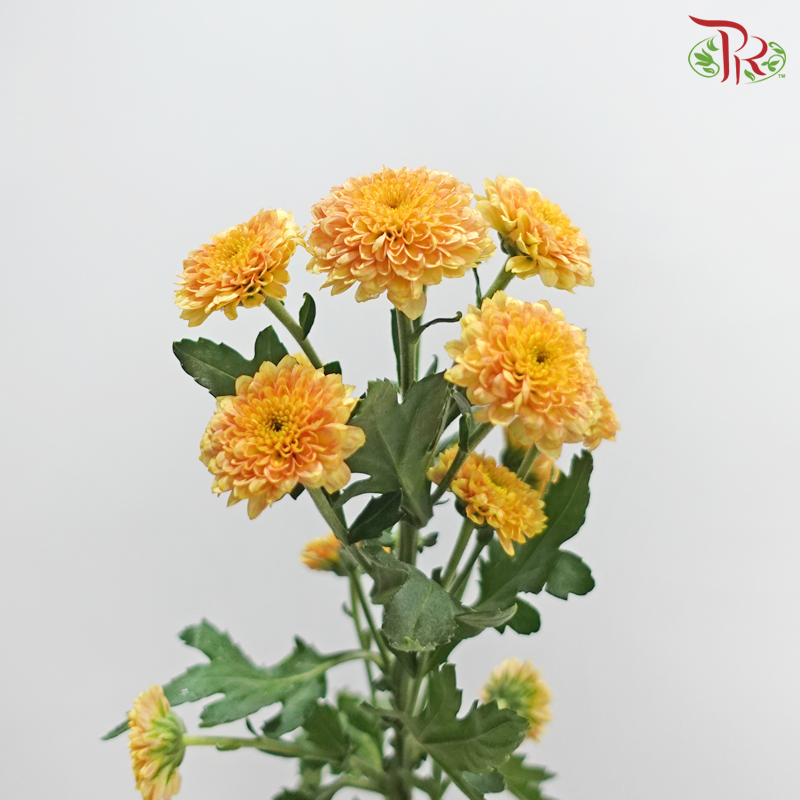 Miller - Bronze (10 Stems)