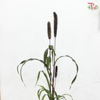 Millet Copper P140《小米》