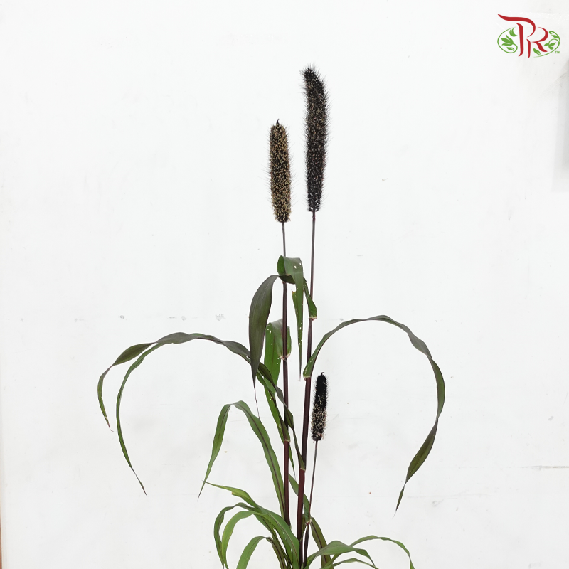 Millet Copper P140《小米》