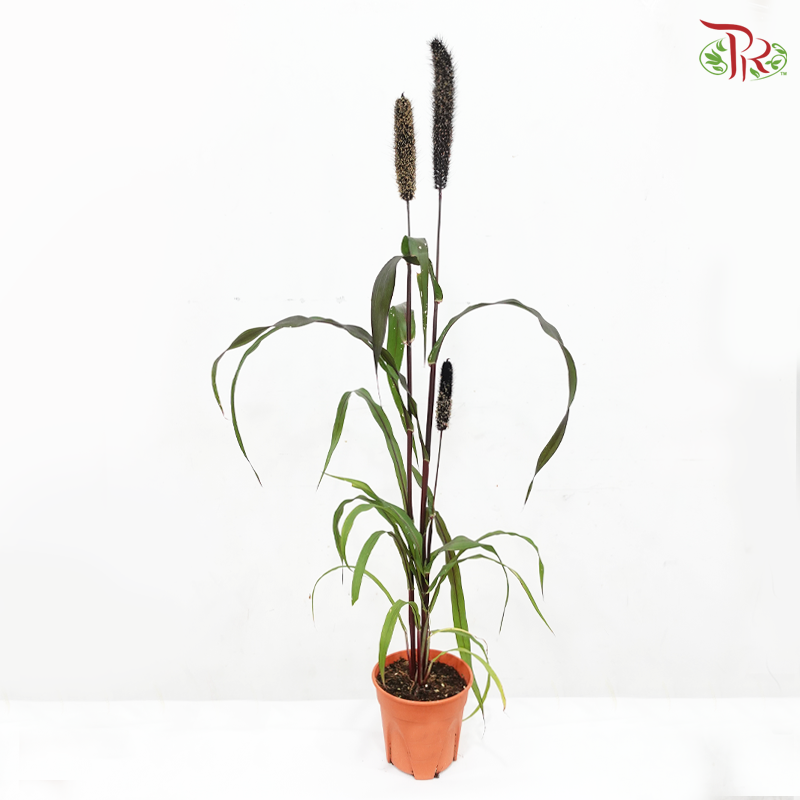 Millet Copper P140《小米》