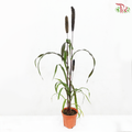 Millet Copper P140《小米》