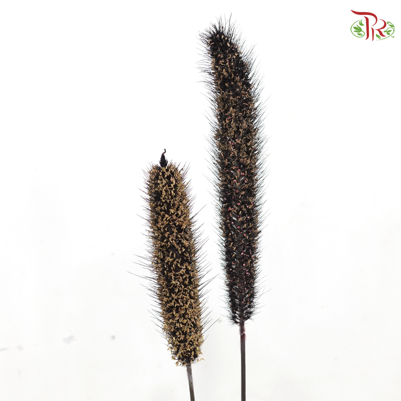 Millet Copper P140《小米》
