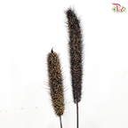Millet Copper P140《小米》