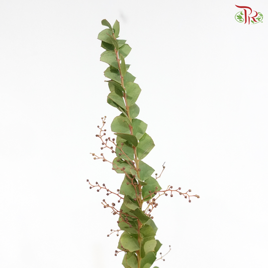 Mimosa Yellow (Per Bunch)