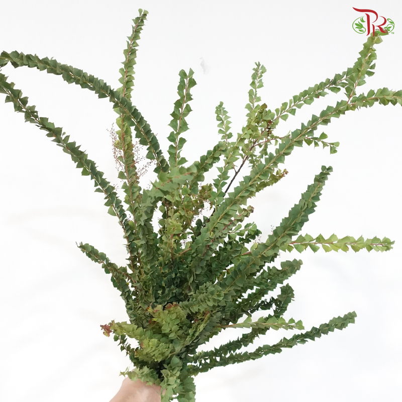 Mimosa Yellow (Per Bunch)