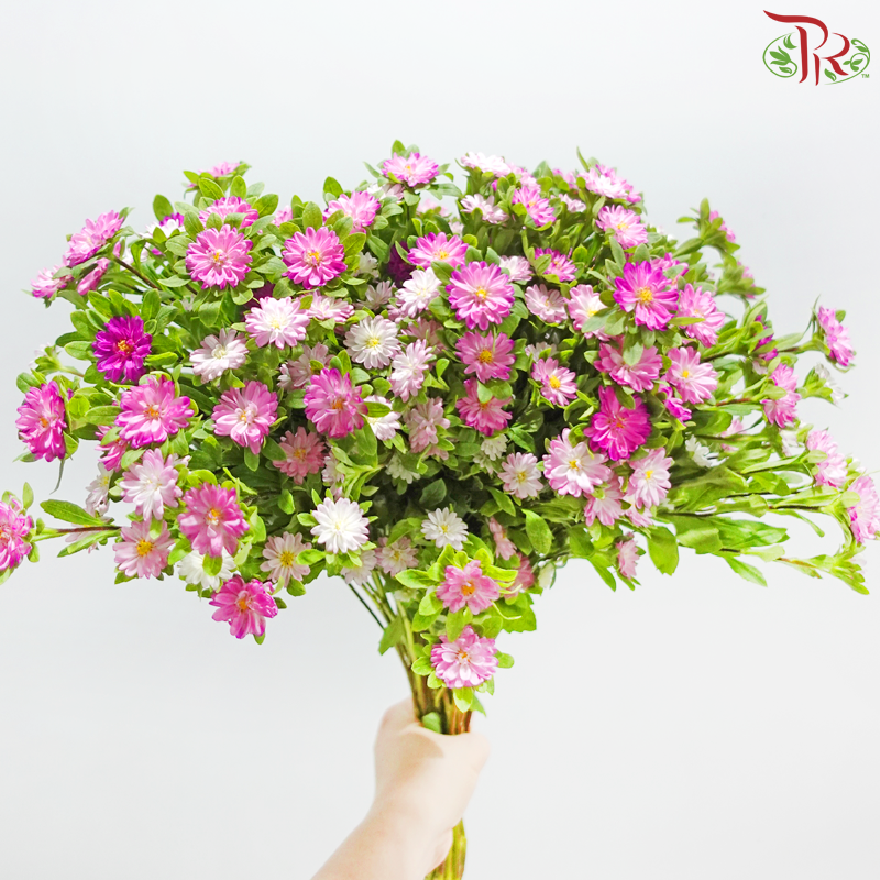 Mini Aster - Pink (Per Bunch)
