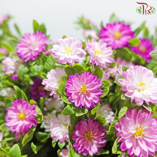 Mini Aster - Pink (Per Bunch)