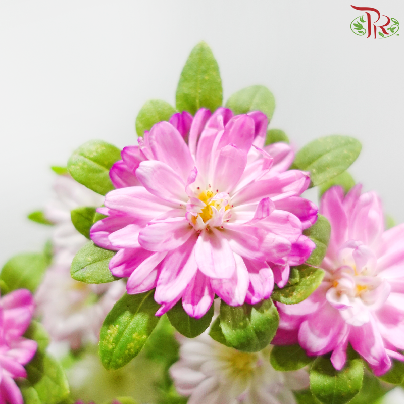 Mini Aster - Pink (Per Bunch)