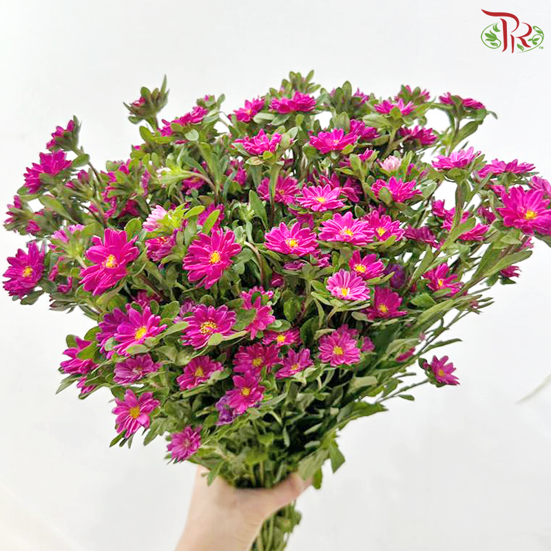 Mini Aster - Cherry Pink (Per Bunch)