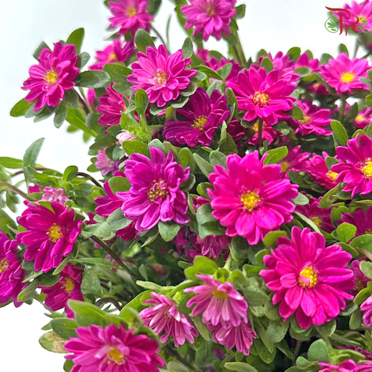 Mini Aster - Cherry Pink (Per Bunch)
