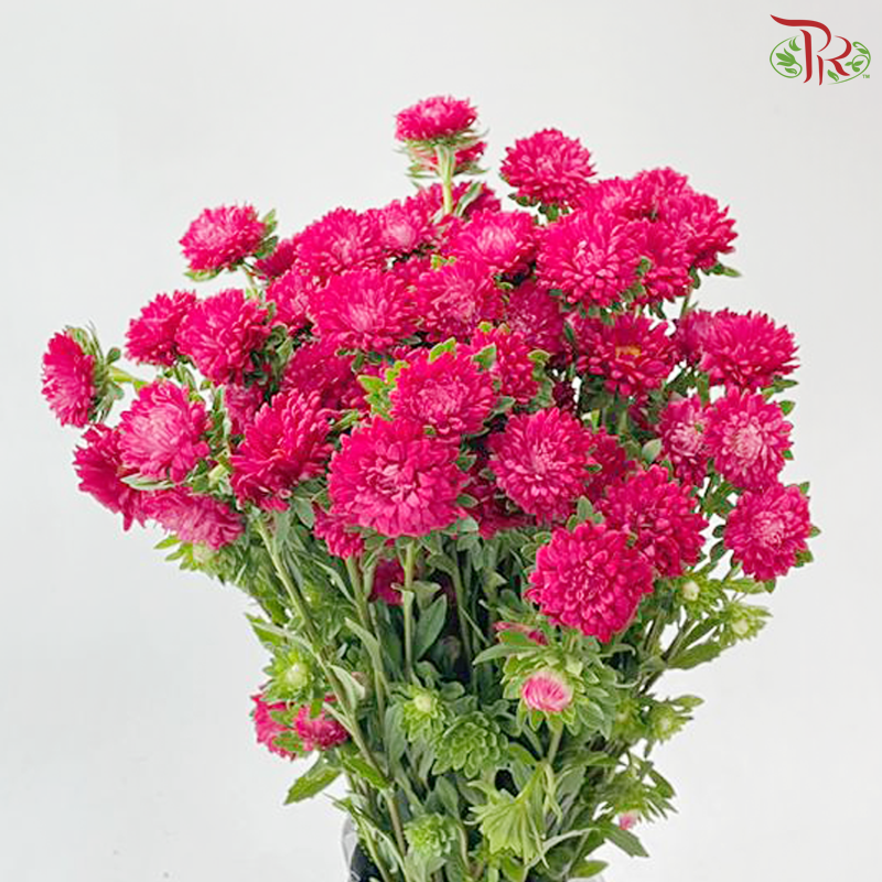 Mini Aster - Hot Pink (Per Bunch)