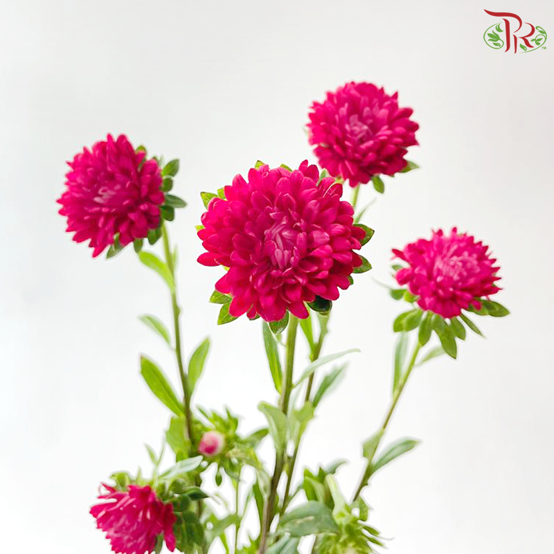 Mini Aster - Hot Pink (Per Bunch)