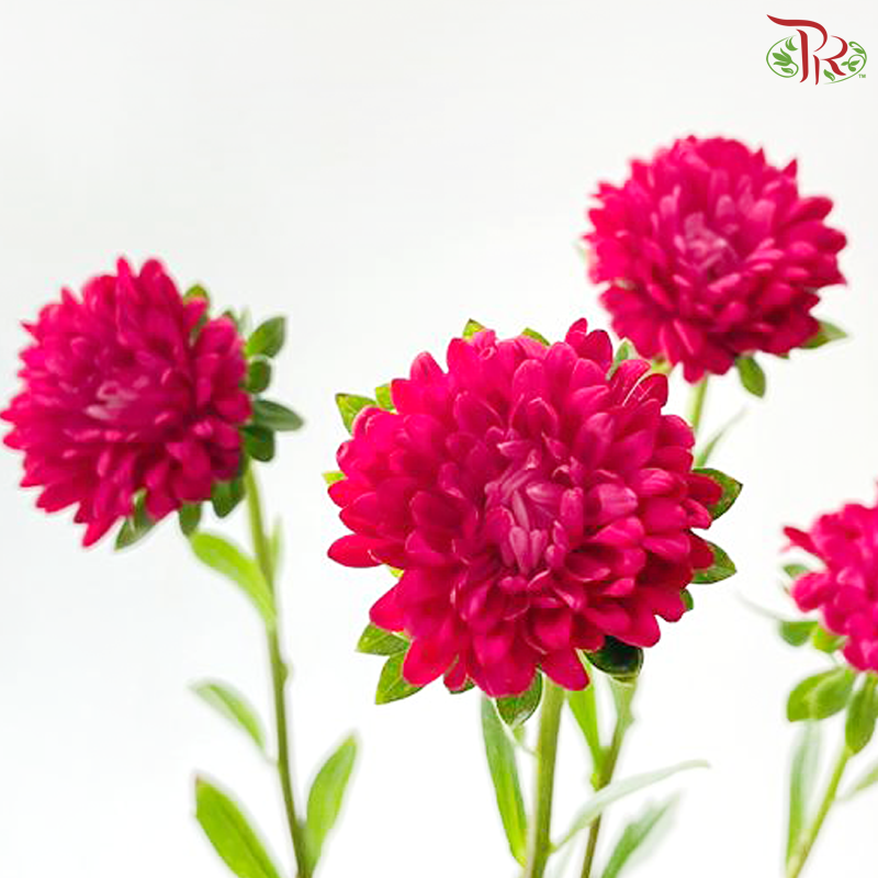 Mini Aster - Hot Pink (Per Bunch)