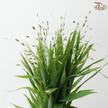 Mini Chasmanthium (Per Bunch)
