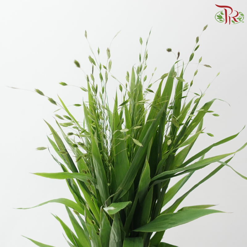 Mini Chasmanthium (Per Bunch)