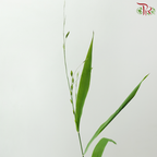 Mini Chasmanthium (Per Bunch)