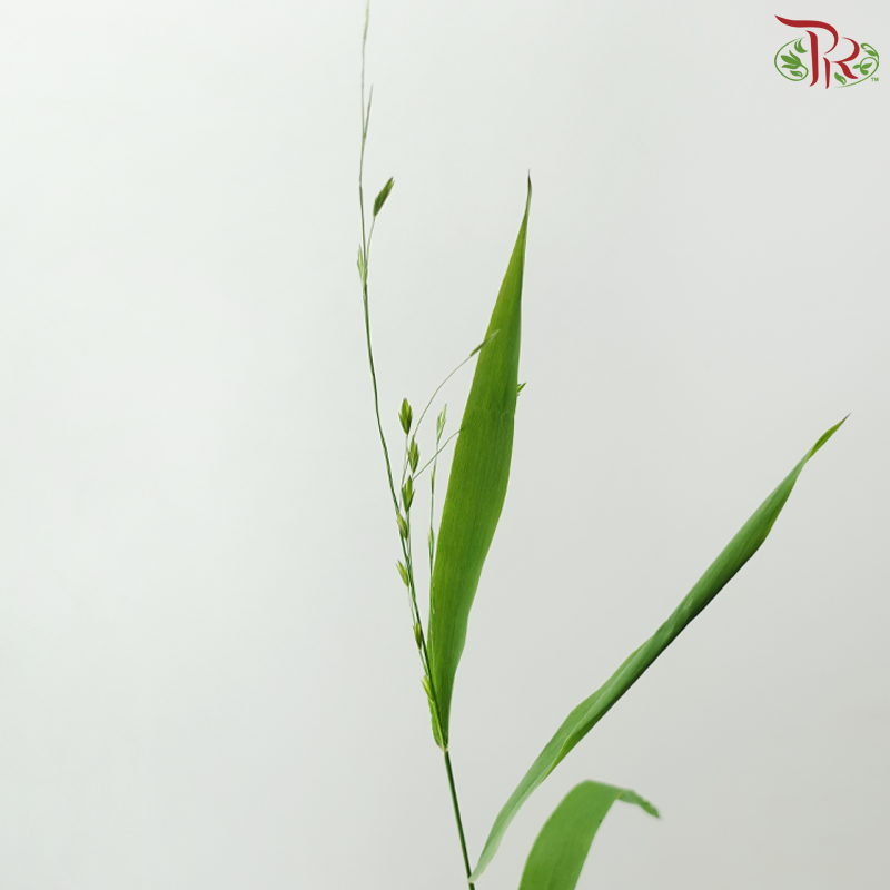 Mini Chasmanthium (Per Bunch)