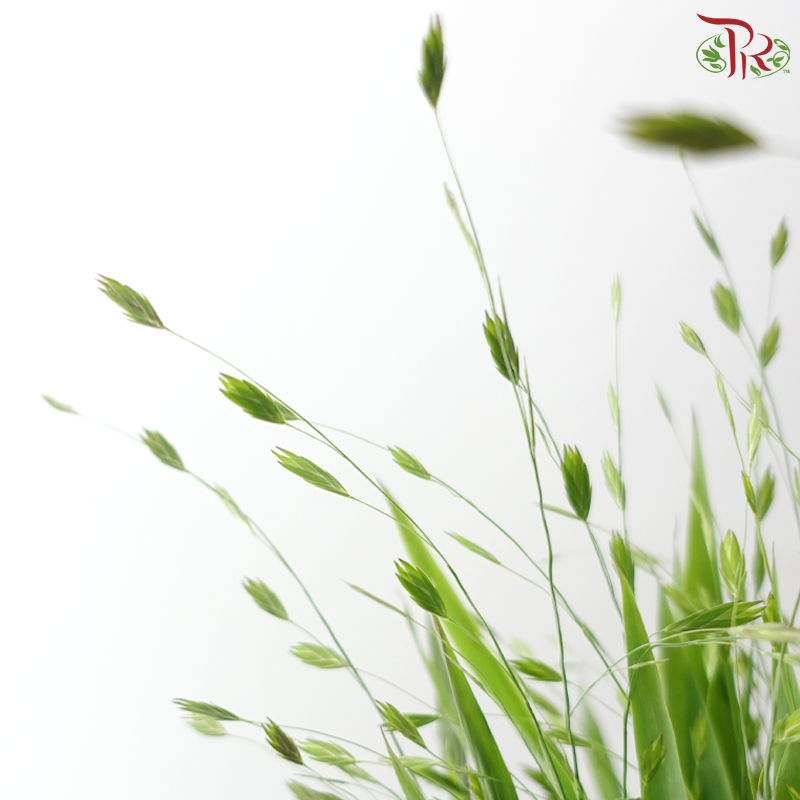 Mini Chasmanthium (Per Bunch)