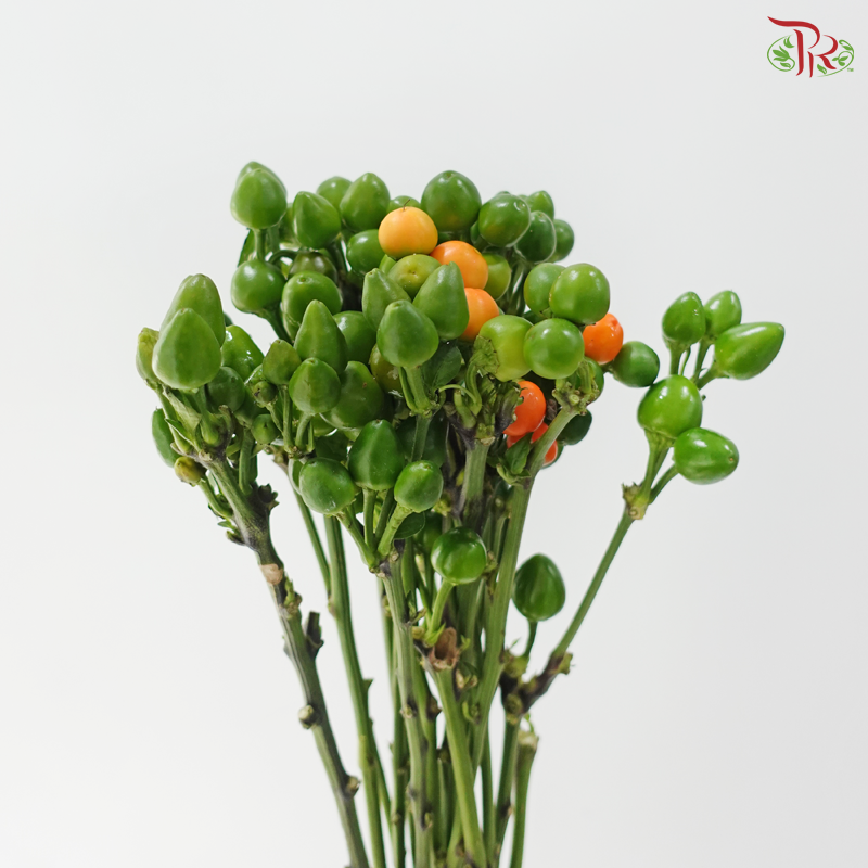 Mini Chilli - Citrange (Per Bunch)