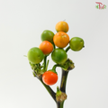 Mini Chilli - Citrange (Per Bunch)