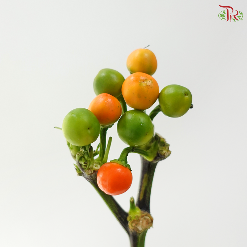 Mini Chilli - Citrange (Per Bunch)