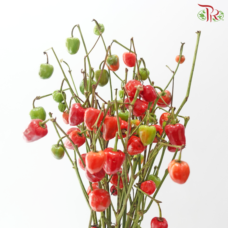 Mini Chilli - Flame Fusion (Per Bunch)