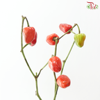 Mini Chilli - Flame Fusion (Per Bunch)