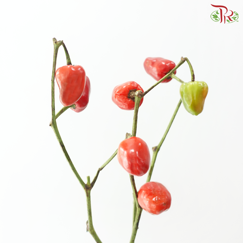 Mini Chilli - Flame Fusion (Per Bunch)