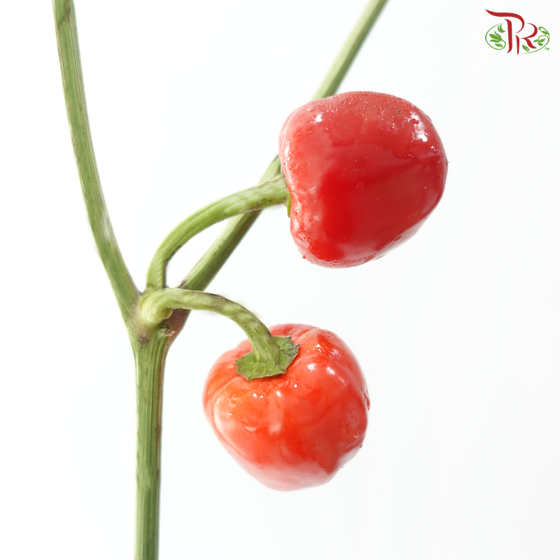 Mini Chilli - Flame Fusion (Per Bunch)