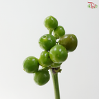 Mini Chilli - Citrange (Per Bunch)