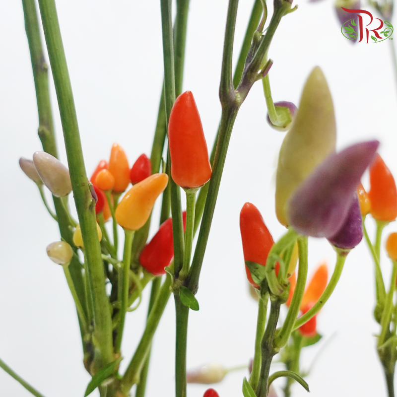 Mini Chilli Colorful (Per Bunch)