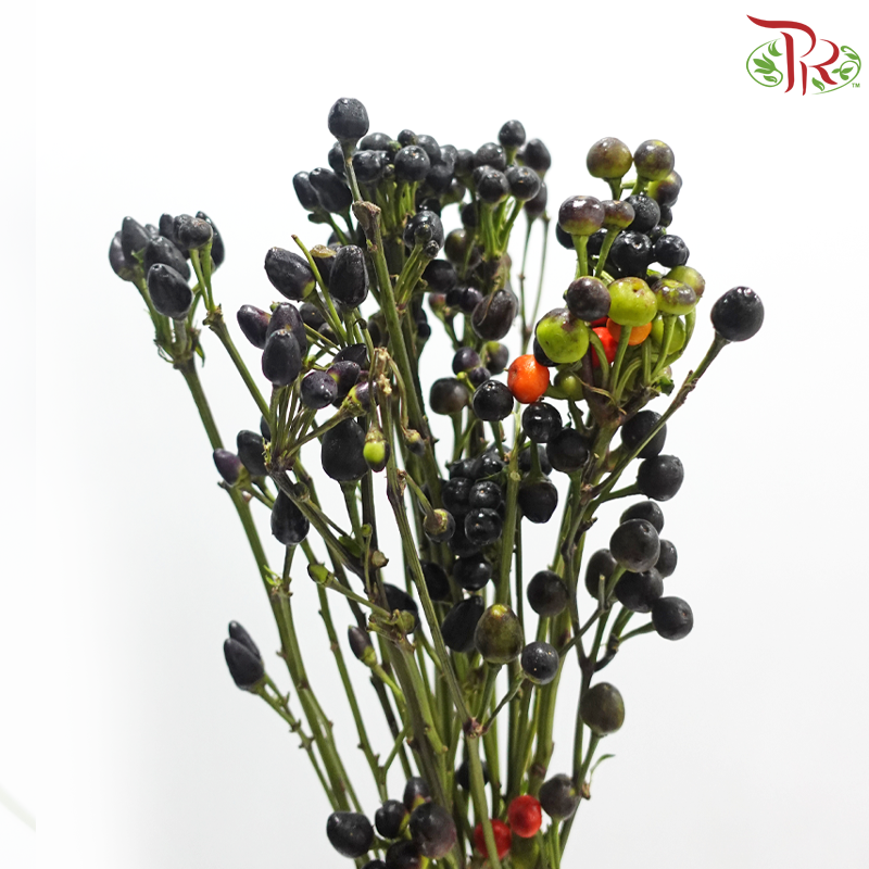 Mini Chilli Black (Per Bunch)