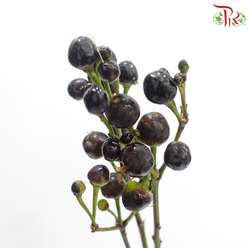 Mini Chilli Black (Per Bunch)