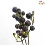 Mini Chilli Black (Per Bunch)