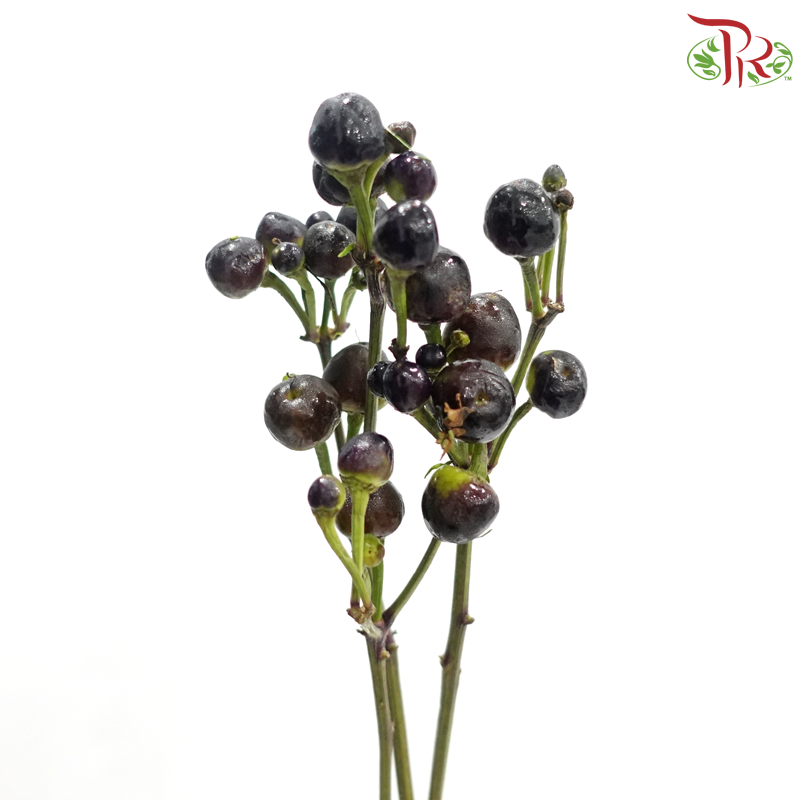 Mini Chilli Black (Per Bunch)