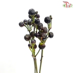 Mini Chilli Black (Per Bunch)