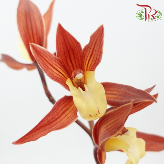 Cymbidium Mini - Brown (Per Stem)