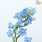 Delphinium Mini - Sea Blue (Per Bunch)
