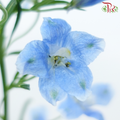 Delphinium Mini - Sea Blue (Per Bunch)
