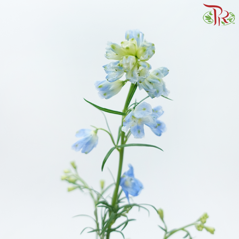 Delphinium Mini - Sea Blue (Per Bunch)