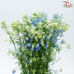 Delphinium Mini - Sea Blue (Per Bunch)