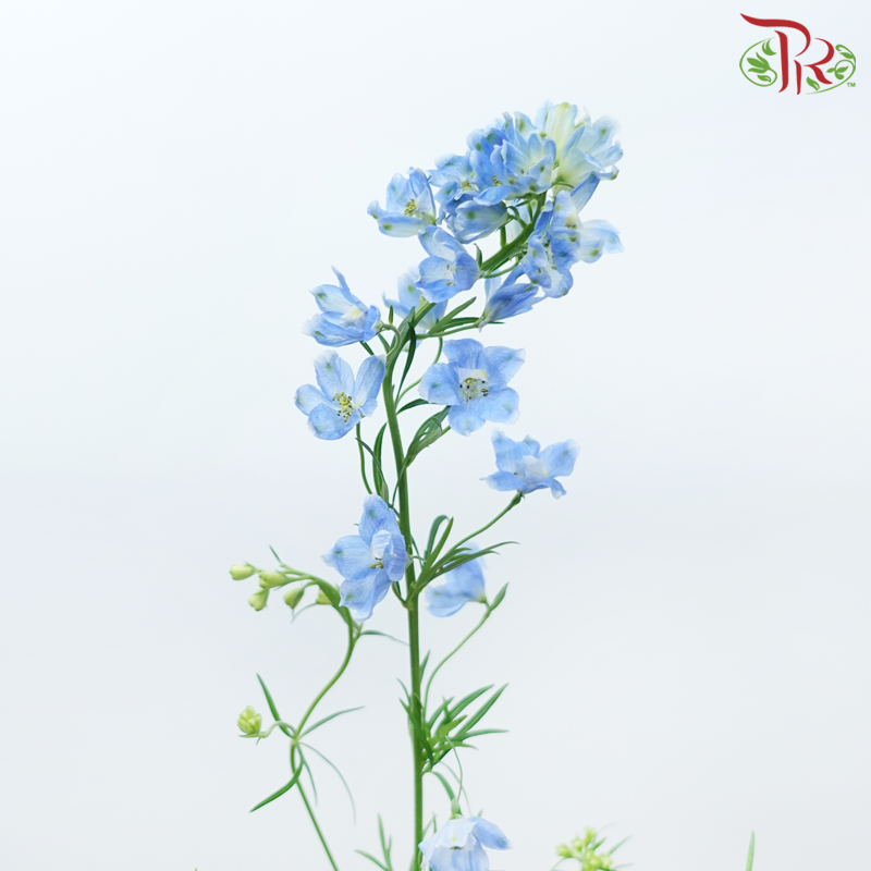 Delphinium Mini - Sea Blue (Per Bunch)